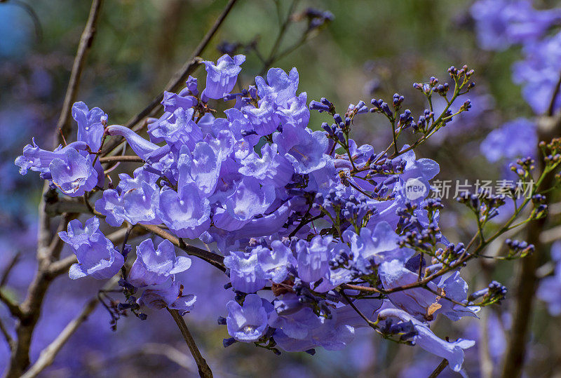蓝花楹花。新南威尔士州东海岸10月/ 11月开花。